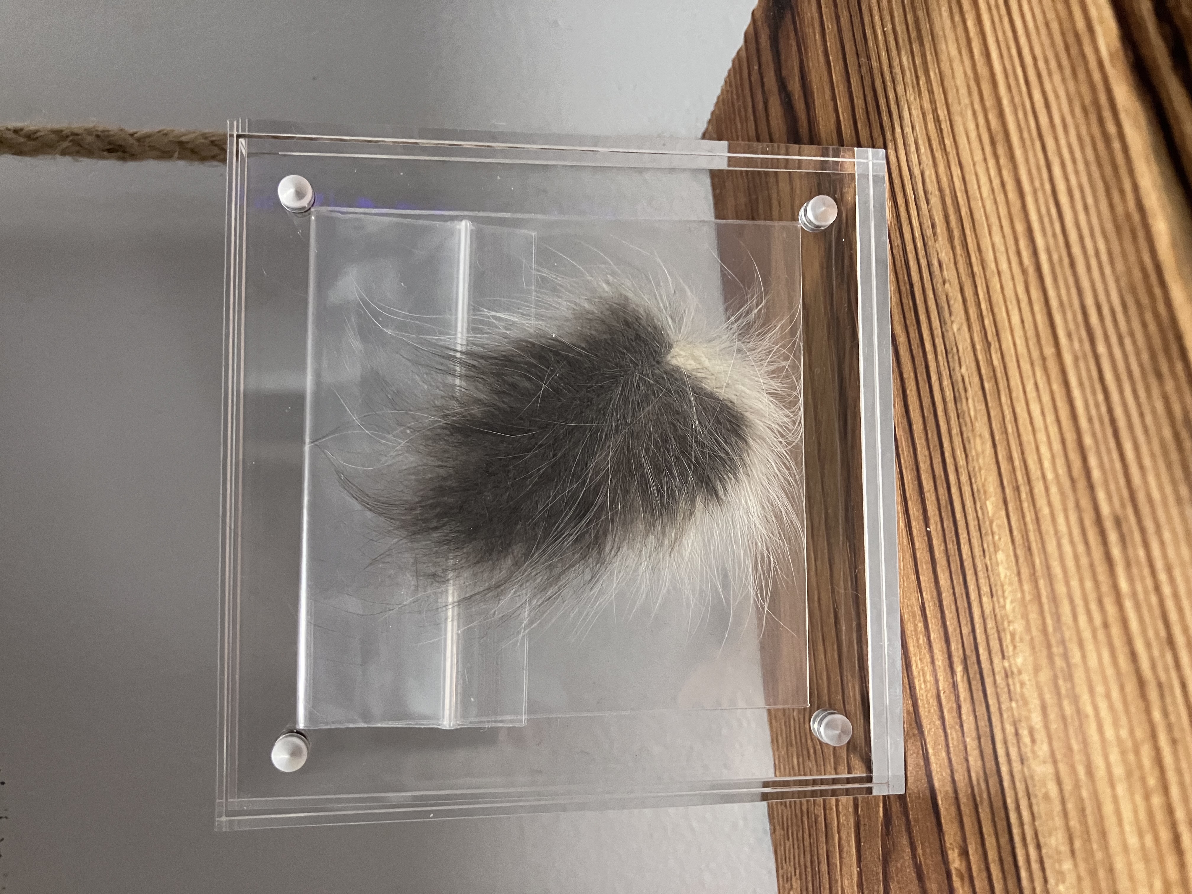 Fur clipping from one very loved little grey cat
