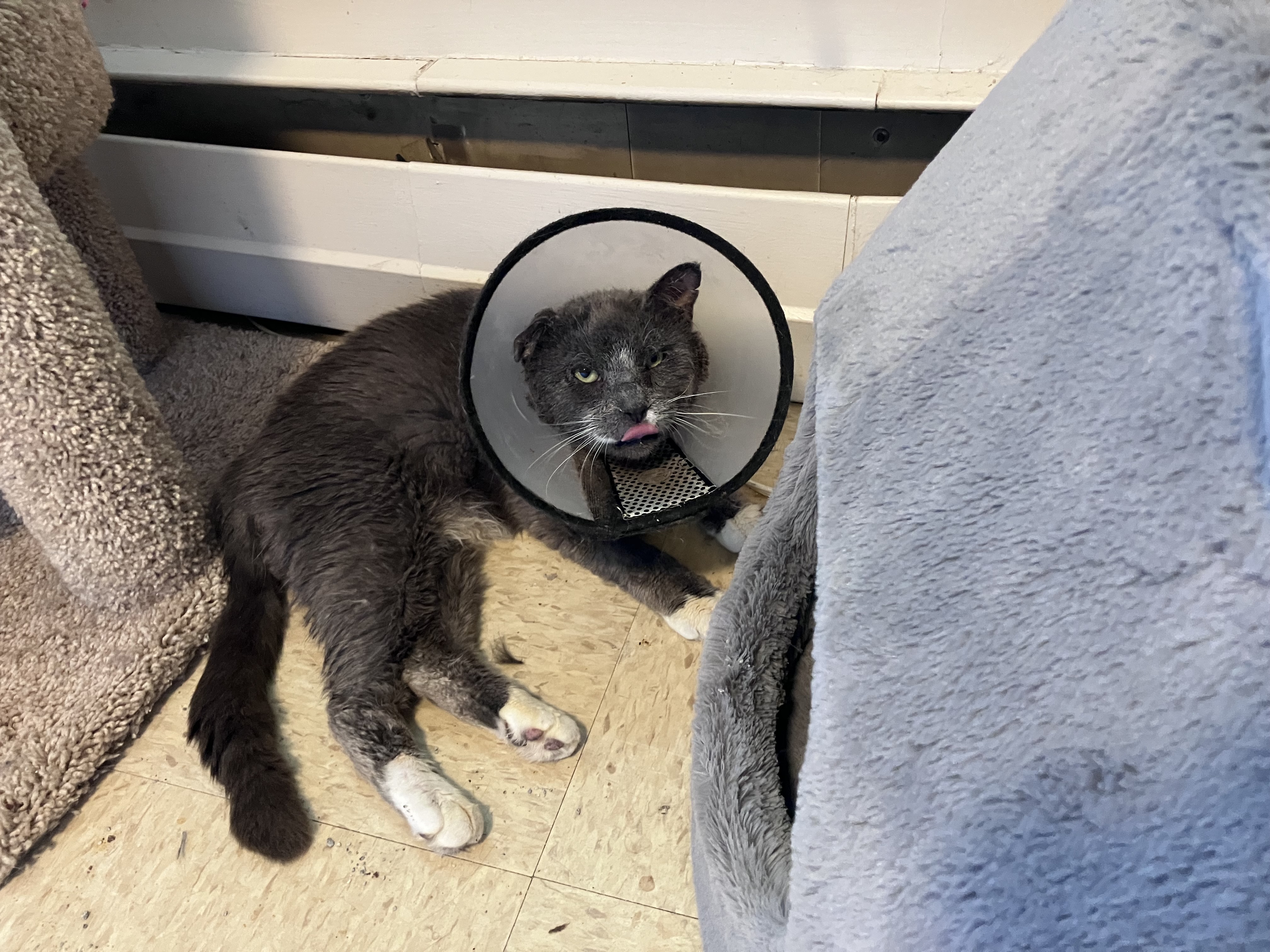 Fraggle's protective cone, in use