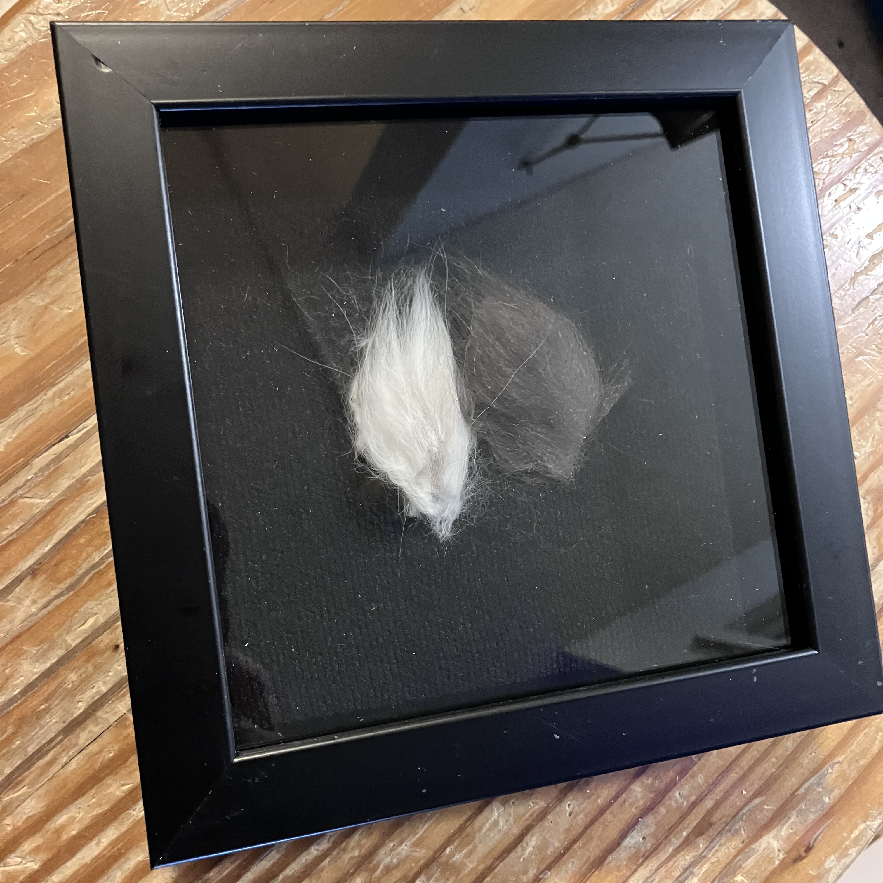 A preserved tuft of Odin's fur displayed as part of his memorial collection