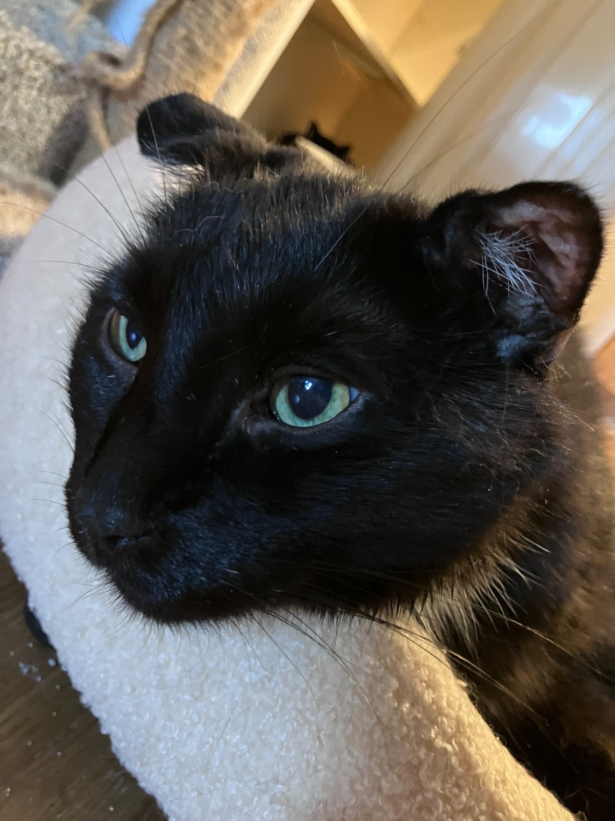 Samson