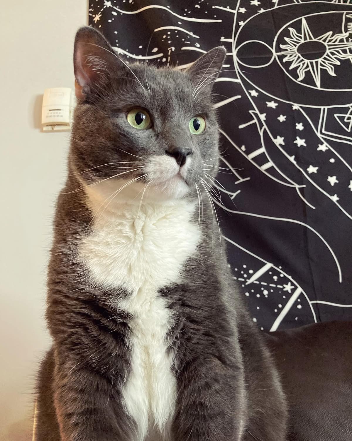 Tyson Apawstol